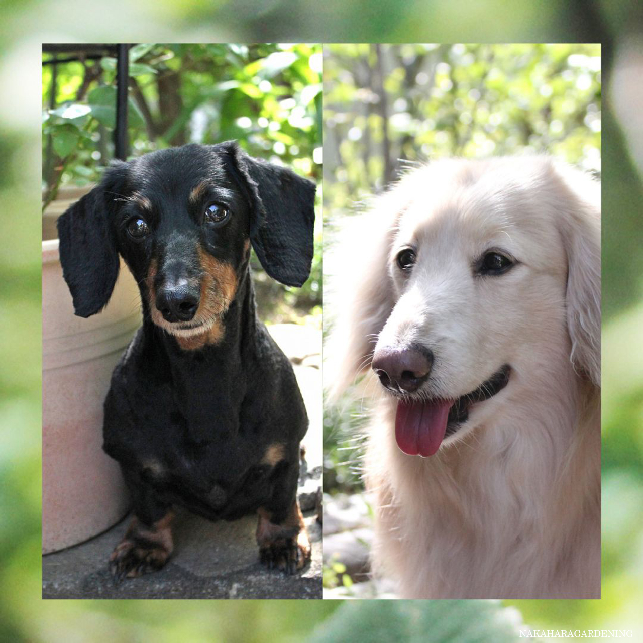 庭づくりノウハウ集_愛犬と一緒に庭で楽しもう花をきれいにたくさん咲かせたい