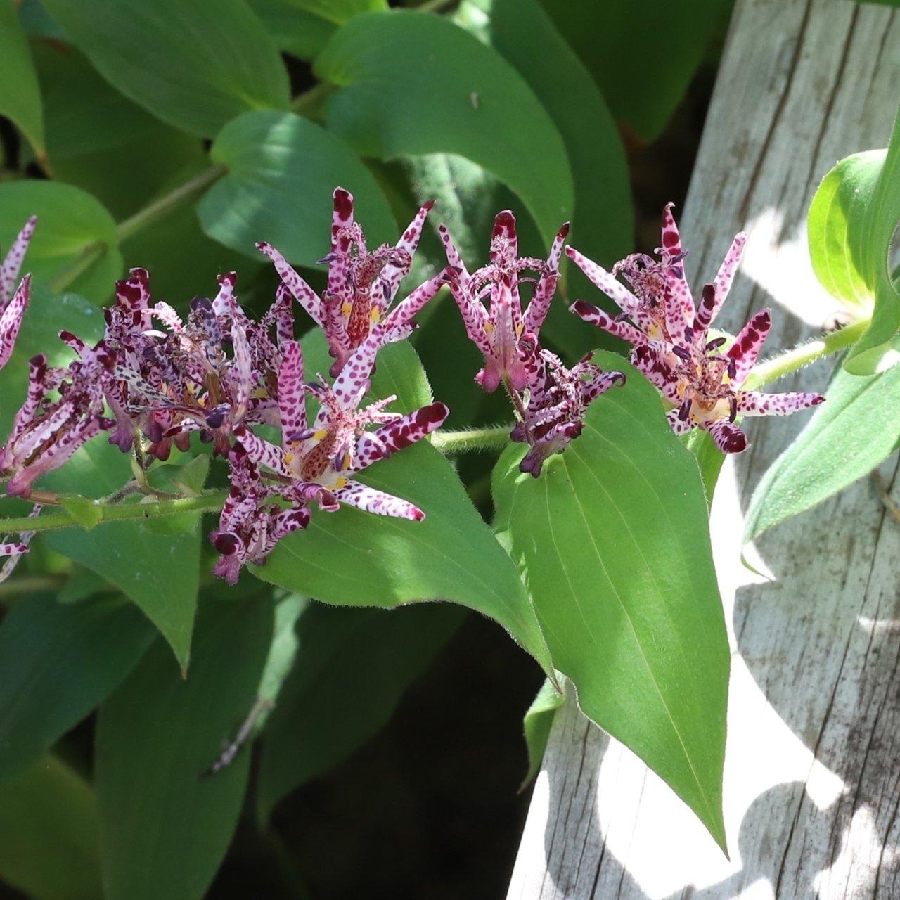 庭づくりお申込み・お問合せ・無料相談はこちら