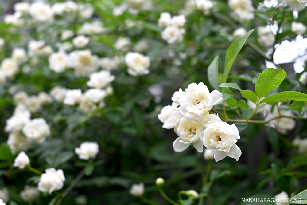 お庭づくりの施工例_花付き良い白花のモッコウバラ
