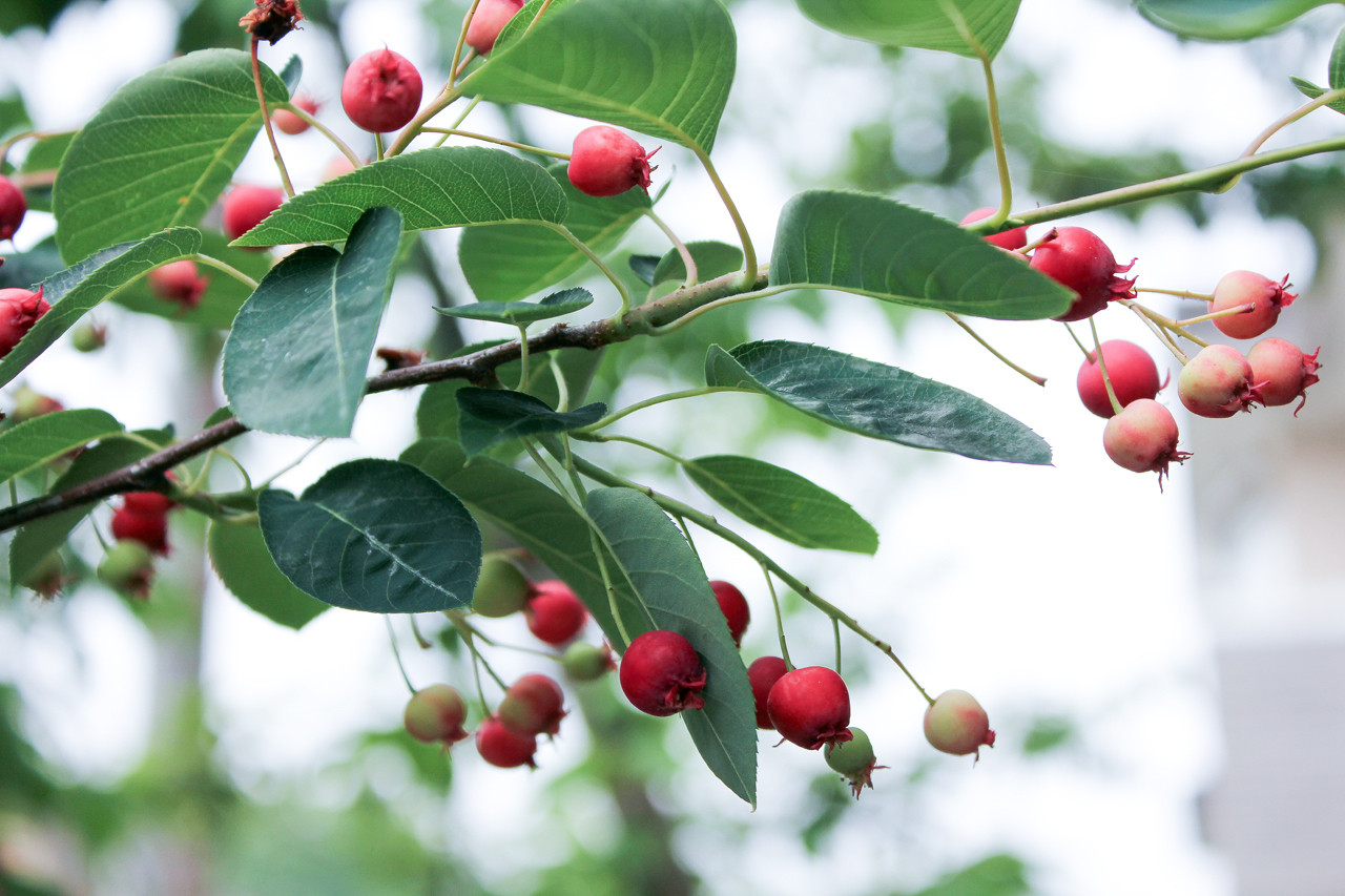 お庭つくりのお申込みはこちら