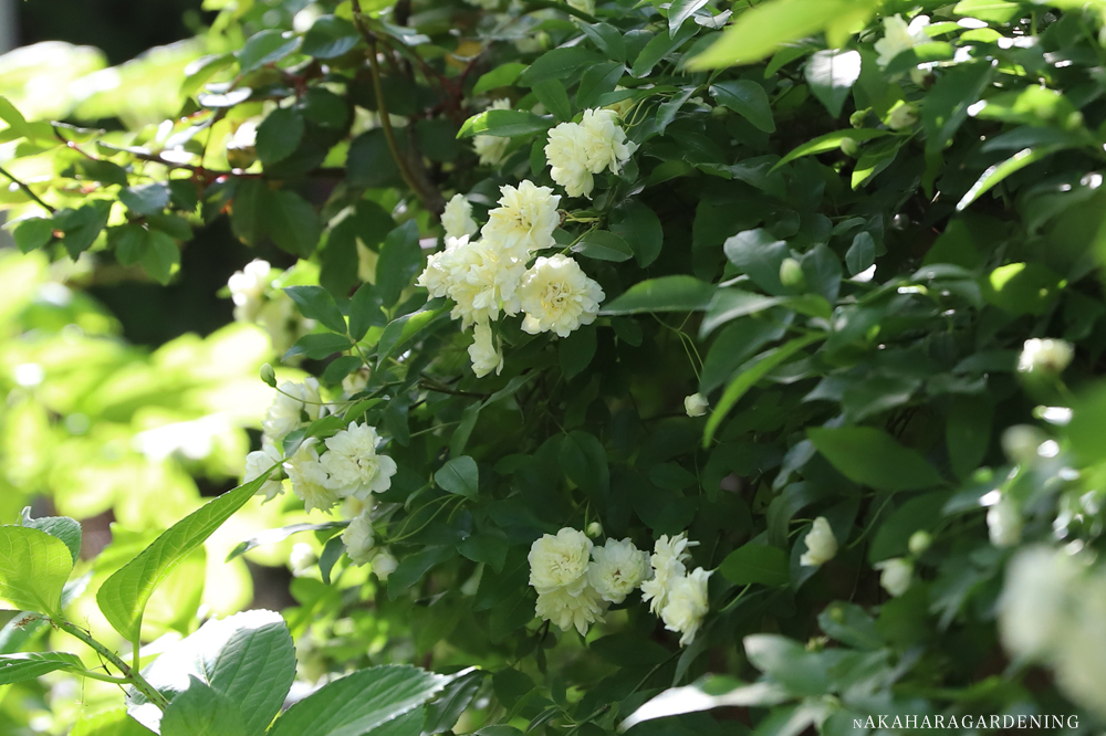 植木の剪定が必要な理由