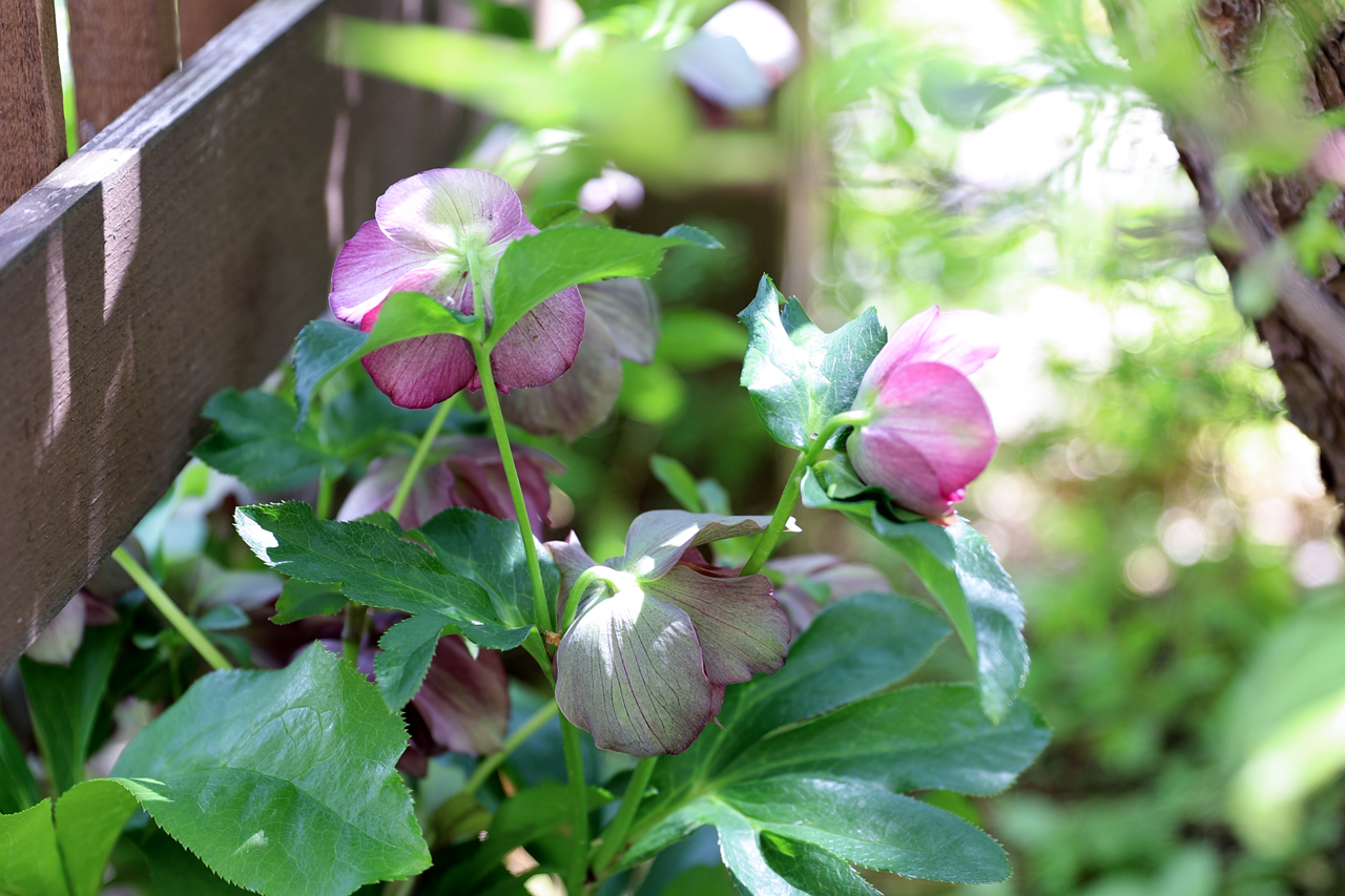 お庭のリフォームポイント_メンテナンスしやすくする