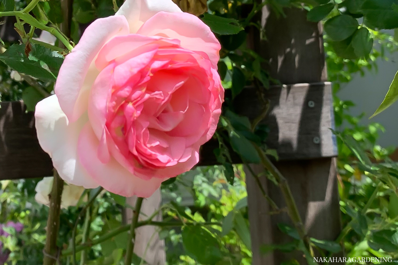 お庭づくりの施工例_美しさに目を惹くピンク色のバラ