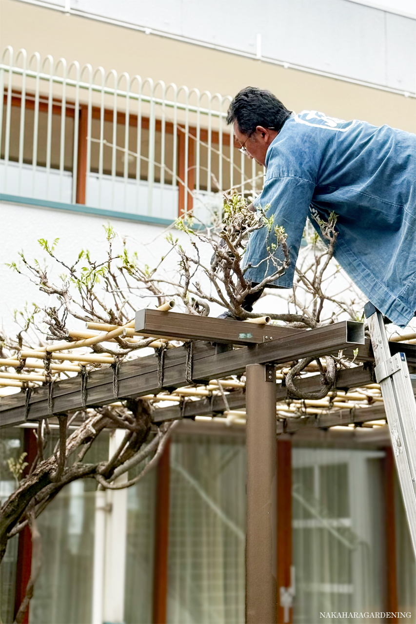 お役立ち情報_落ち着いた雰囲気の垣根なら これ！