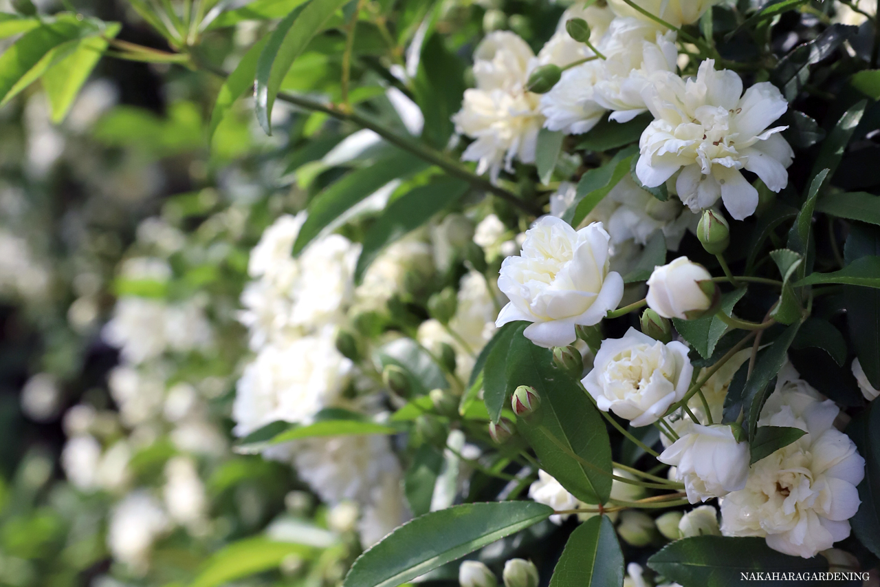 新着情報　植木の剪定が必要な理由