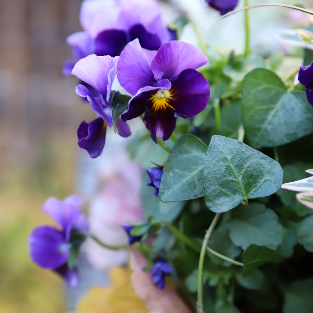 庭づくりお申込み・お問合せ・無料相談はこちら