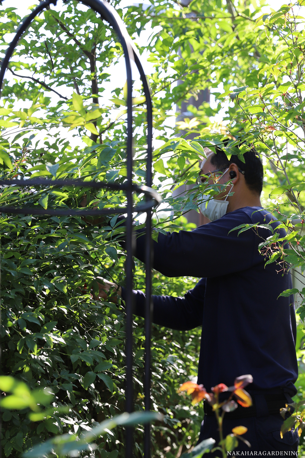 お役立ち情報_植木の剪定が必要な理由