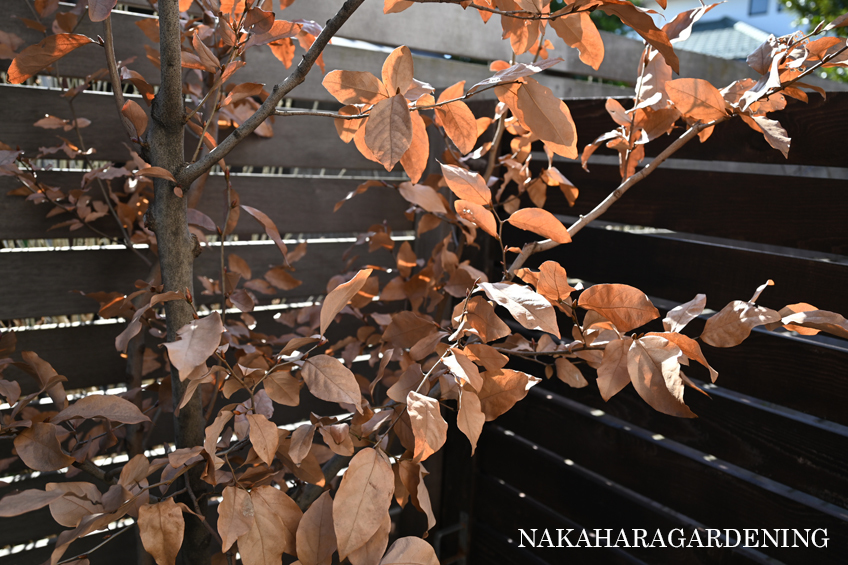庭づくりノウハウ集　冬でも目隠し出来る落葉樹