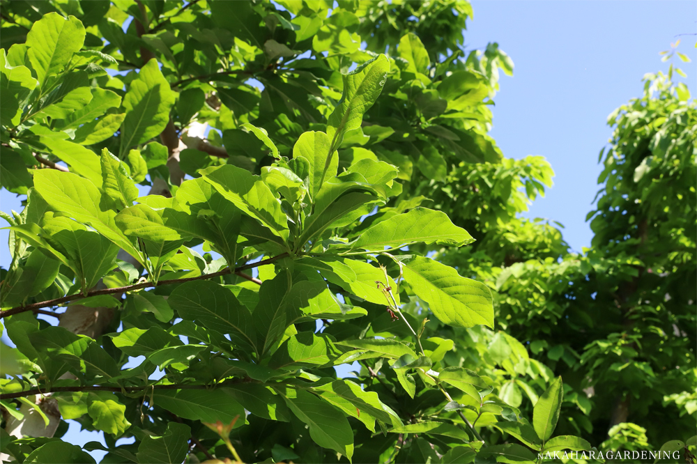 お役立ち情報_植木の剪定が必要な理由