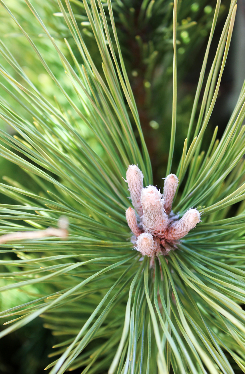 庭づくりお申込み・お問合せ・無料相談はこちら