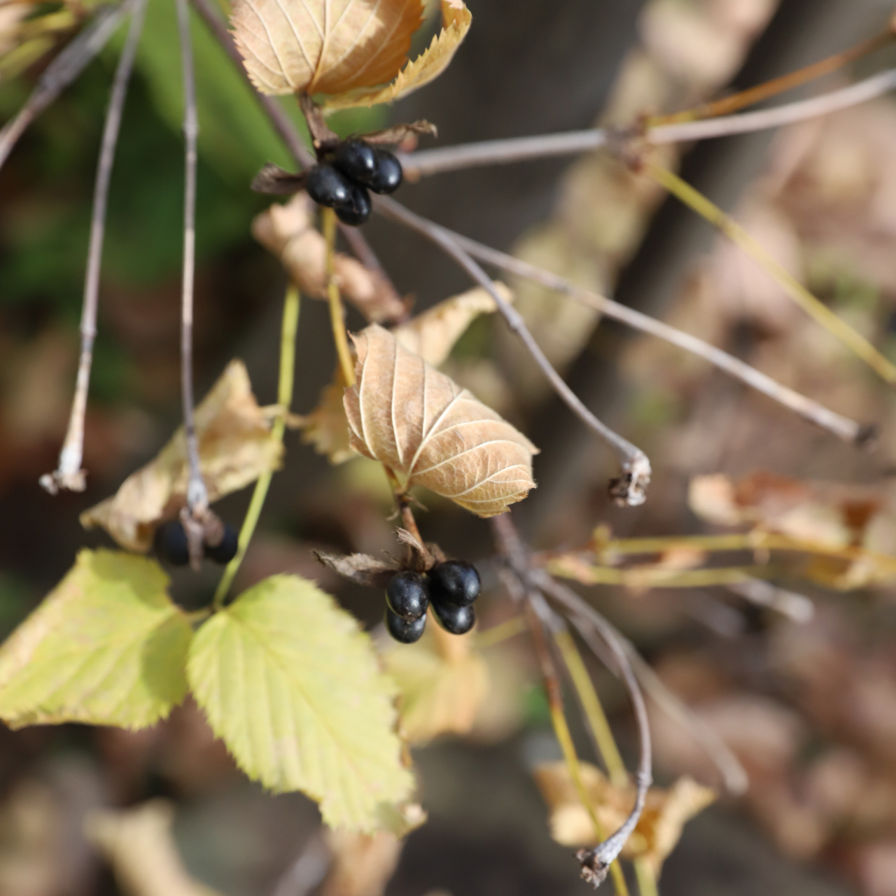 庭づくりお申込み・お問合せ・無料相談はこちら