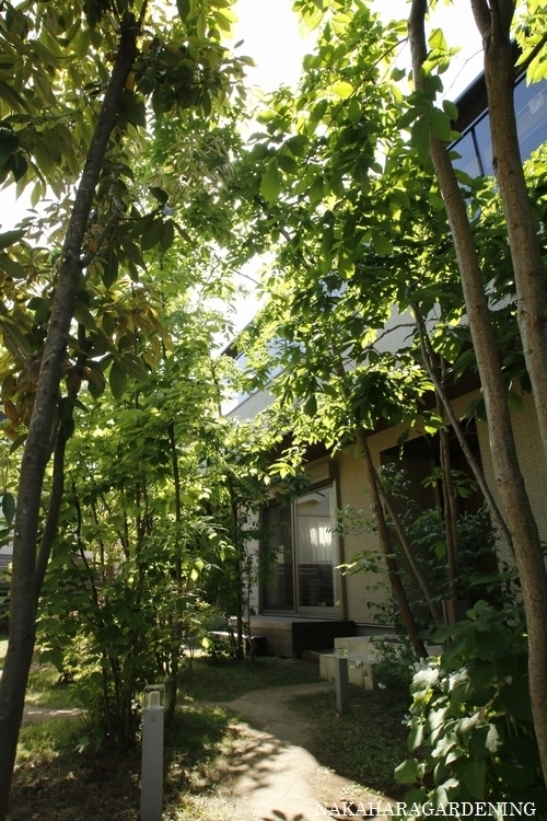 庭づくりの施工例】 - 杉並区・武蔵野市で造園・庭づくり・植栽 庭づくりの施工例】 - 杉並区・武蔵野市で造園・庭づくり・植栽