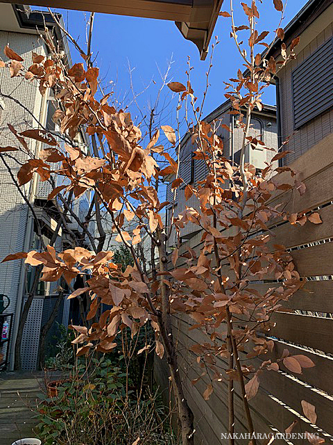 冬でも目隠し出来るおすすめ落葉樹 杉並区 武蔵野市で造園 庭づくり 植栽はナカハラガーデニング